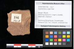 Foto (Objekt + Etikett) von Glyptostrobus ungeri Heer (NHMW-GEO-2024-0188-0186)